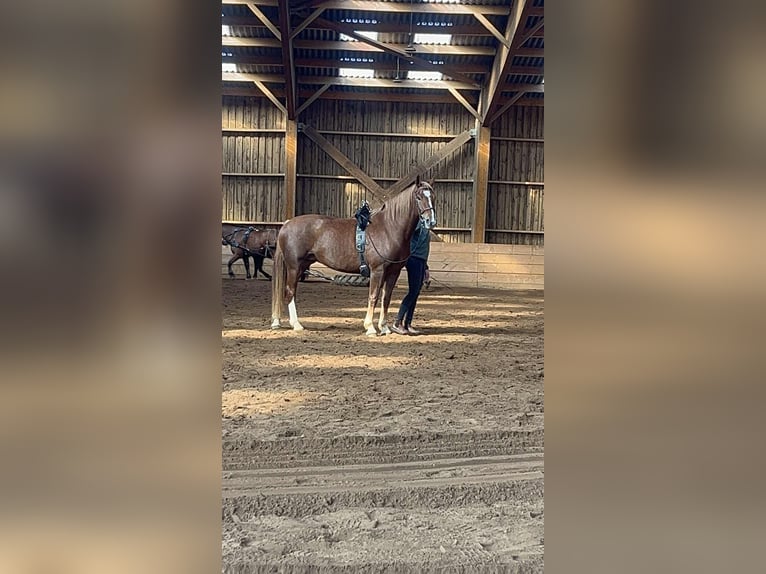 Freiberger Klacz 6 lat 165 cm Kasztanowata in Messancy