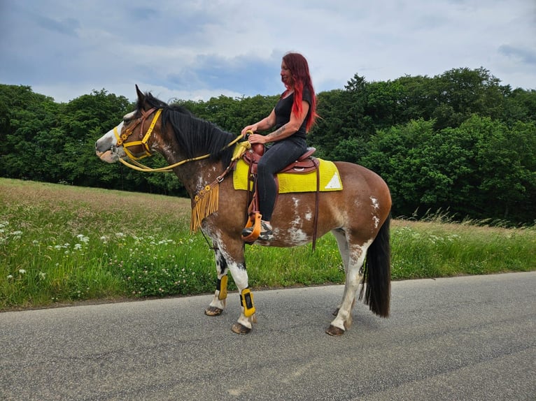 Freiberger Mix Klacz 7 lat 155 cm Srokata in Linkenbach