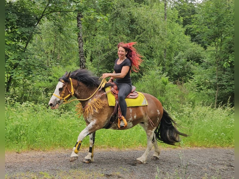 Freiberger Mix Klacz 7 lat 155 cm Srokata in Linkenbach