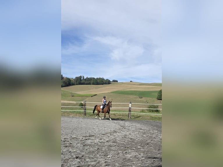 Freiberger Klacz 7 lat 158 cm Gniada in NiedermuhlernNiedermuhlern