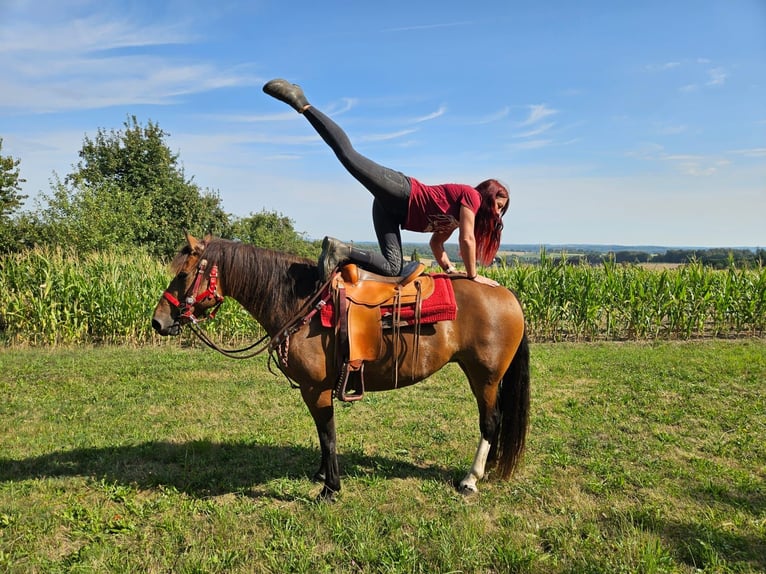 Freiberger Klacz 9 lat 152 cm Gniada in Linkenbach