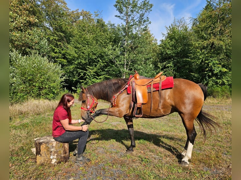 Freiberger Klacz 9 lat 152 cm Gniada in Linkenbach