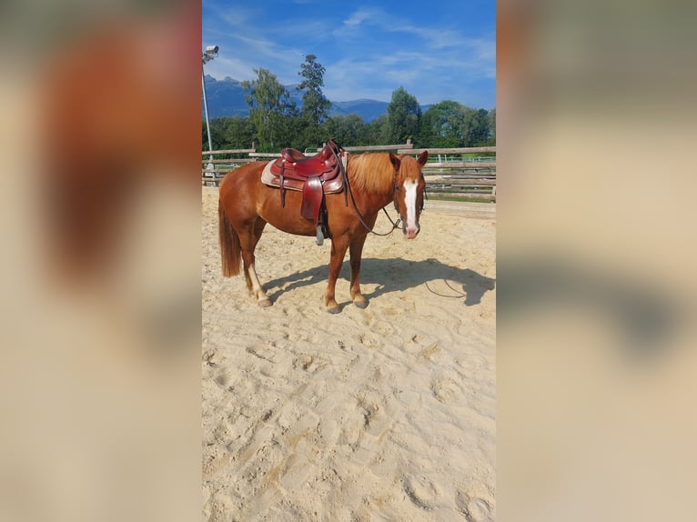 Freiberger Klacz 9 lat 153 cm Kasztanowata in Schaan