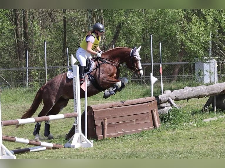 Freiberger Klacz 9 lat 160 cm Ciemnokasztanowata in Königstetten