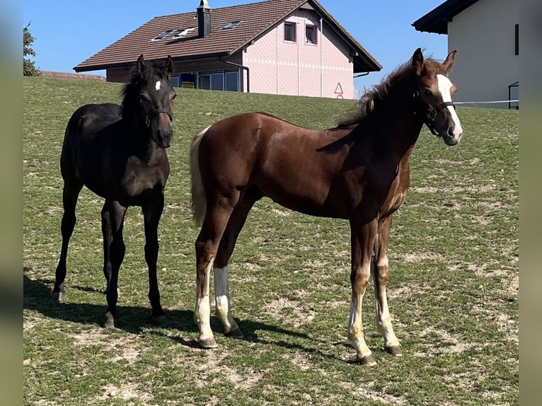 Freiberger Klacz Źrebak (03/2024) 155 cm Gniada in Sumiswald