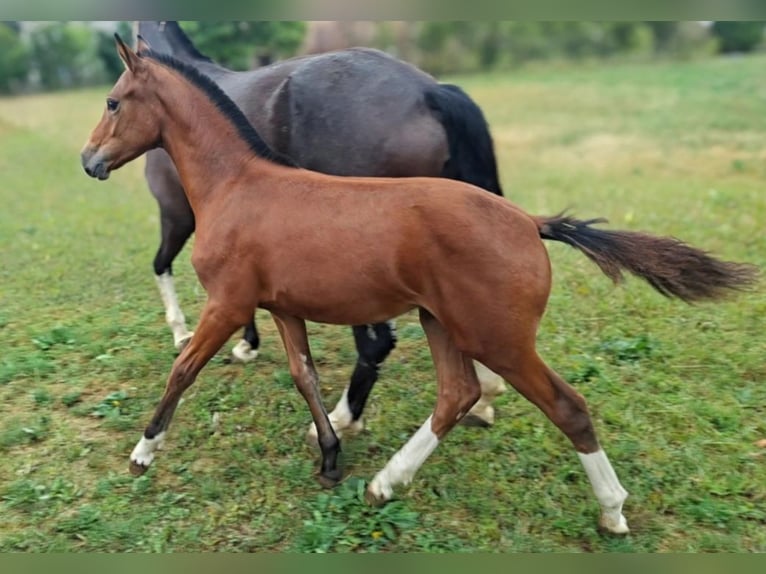 Freiberger Klacz Źrebak (03/2026) 155 cm Gniada in Le Bemont JU