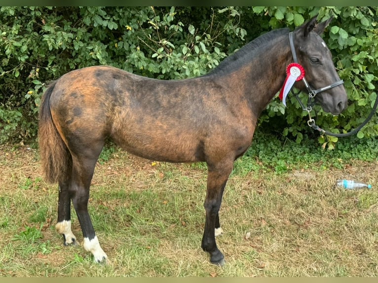 Freiberger Klacz Źrebak (03/2024) 155 cm Kara in Wissen