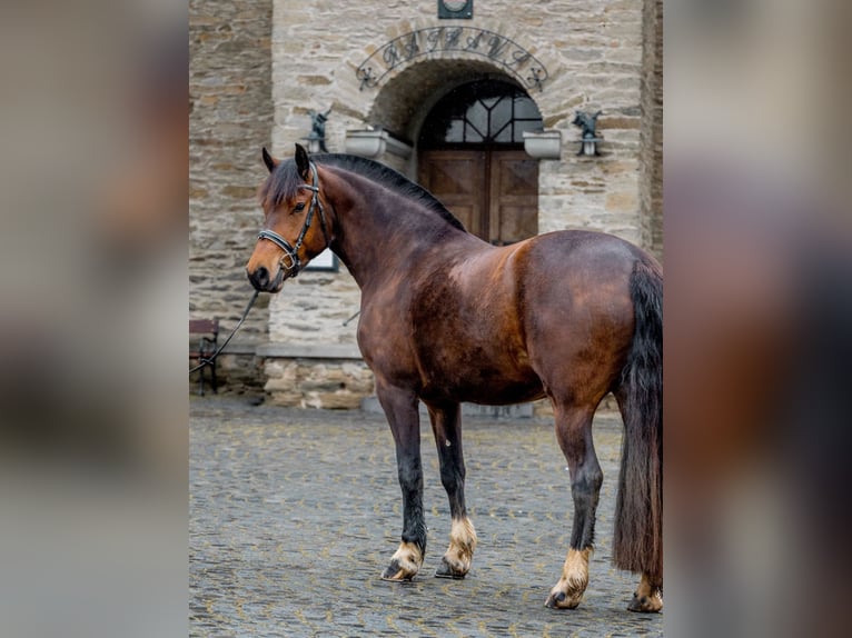 Freiberger Klacz Źrebak (03/2024) 155 cm Kara in Wissen