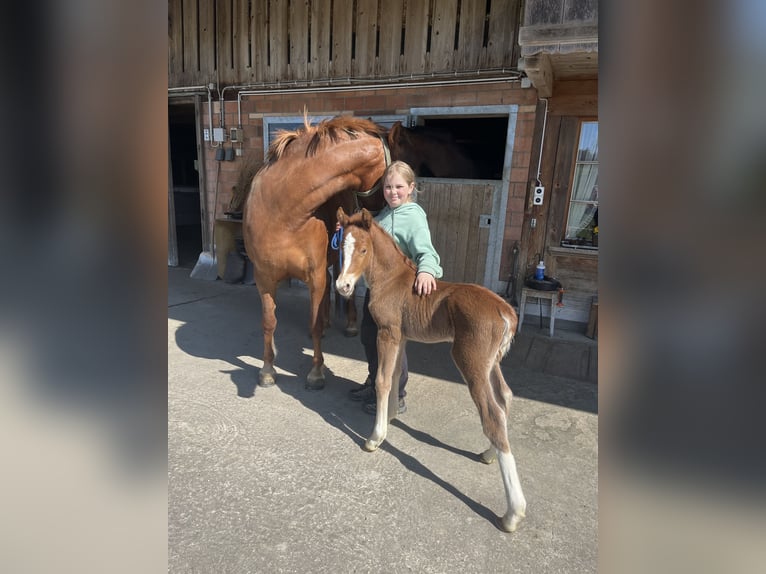 Freiberger Klacz  155 cm Kasztanowata in Sumiswald