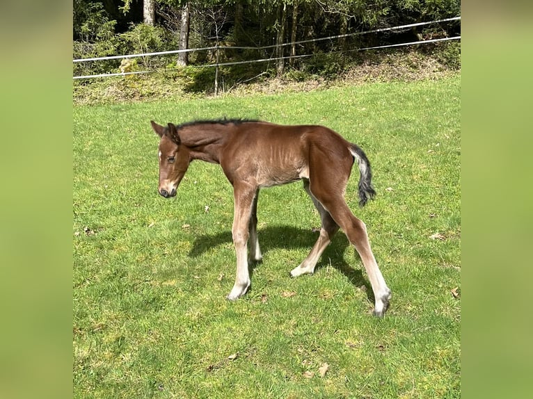 Freiberger Klacz  155 cm Kasztanowata in Sumiswald