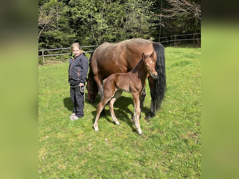 Freiberger Klacz  155 cm Kasztanowata in Sumiswald