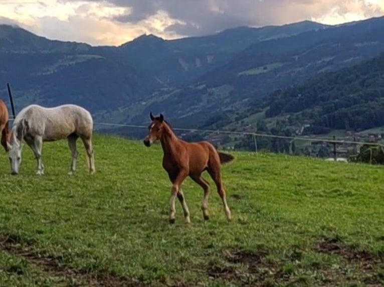 Freiberger Klacz Źrebak (04/2025) Gniada in Fl&#xFC;eli-Ranft