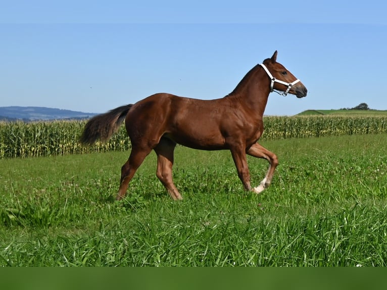 Freiberger Klacz Źrebak (04/2024) Gniada in Grossdietwil