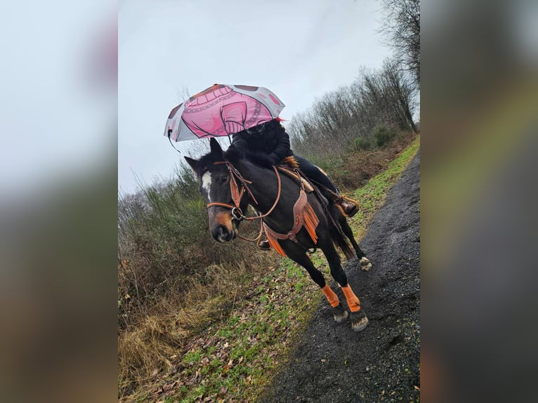 Freiberger Mare 10 years 15.2 hh Bay-Dark in Linkenbach