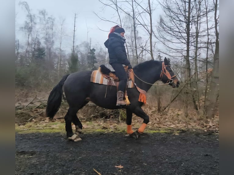 Freiberger Mare 10 years 15.2 hh Bay-Dark in Linkenbach