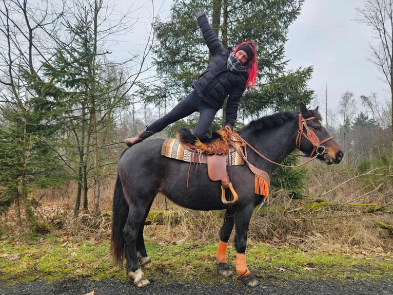 Freiberger Mare 10 years 15.2 hh Bay-Dark in Linkenbach