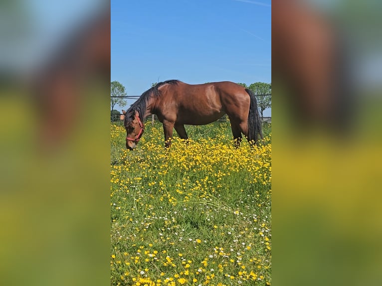 Freiberger Mare 10 years 15,1 hh Brown in Olst