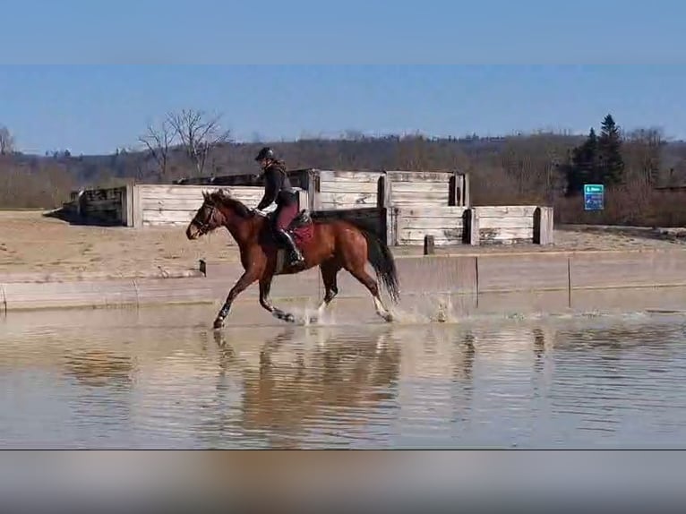 Freiberger Mare 10 years 15,1 hh Brown in Olst