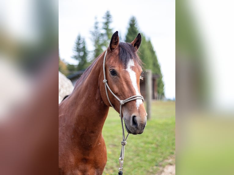 Freiberger Mare 10 years 15,1 hh Brown in K&#xF6;nigswiesen