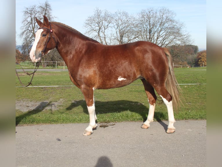 Freiberger Mare 10 years 15,1 hh Chestnut-Red in Schönholzerswilen