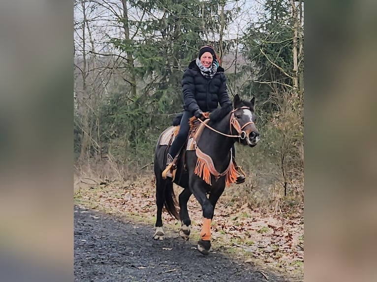 Freiberger Mare 10 years 15,2 hh Brown in Linkenbach