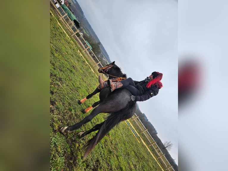 Freiberger Mare 10 years 15,2 hh Brown in Linkenbach