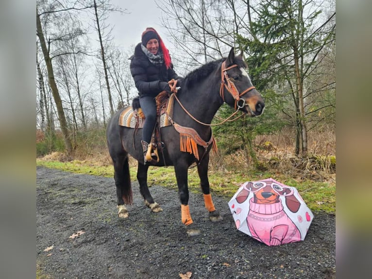 Freiberger Mare 10 years 15,2 hh Brown in Linkenbach