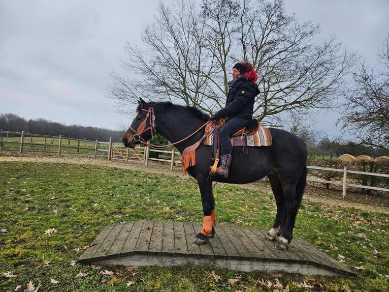 Freiberger Mare 10 years 15,2 hh Brown in Linkenbach