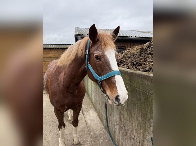 Freiberger Mare 10 years 15,2 hh Chestnut-Red in Tornesch