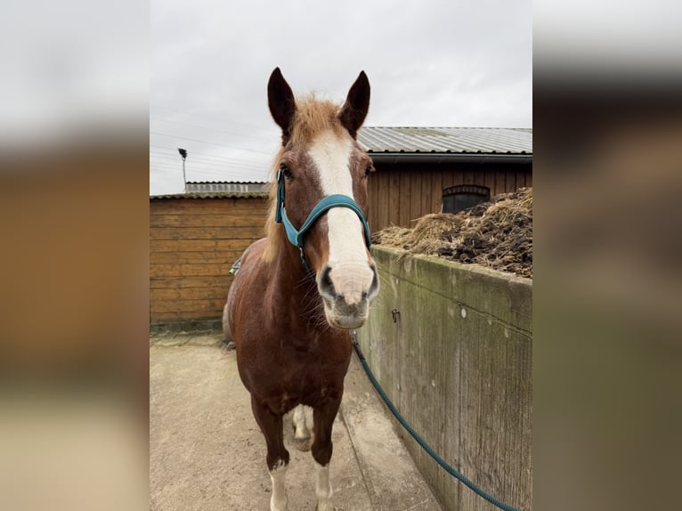 Freiberger Mare 10 years 15,2 hh Chestnut-Red in Tornesch