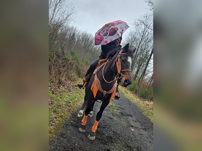 Freiberger Mare 10 years 15,2 hh  in Linkenbach