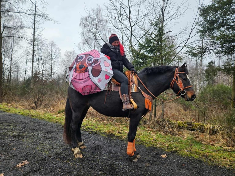 Freiberger Mare 10 years 15,2 hh  in Linkenbach