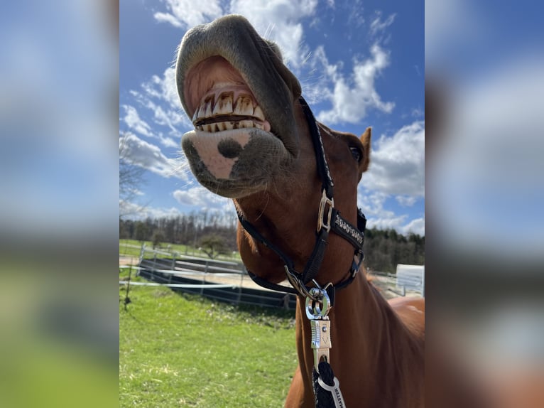 Freiberger Mare 10 years 16,1 hh Chestnut-Red in Stockach