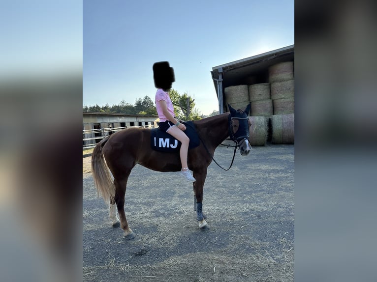 Freiberger Mare 10 years 16,1 hh Chestnut-Red in Stockach