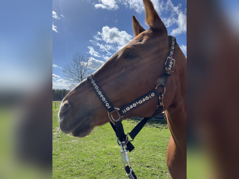 Freiberger Mare 10 years 16,1 hh Chestnut-Red in Stockach