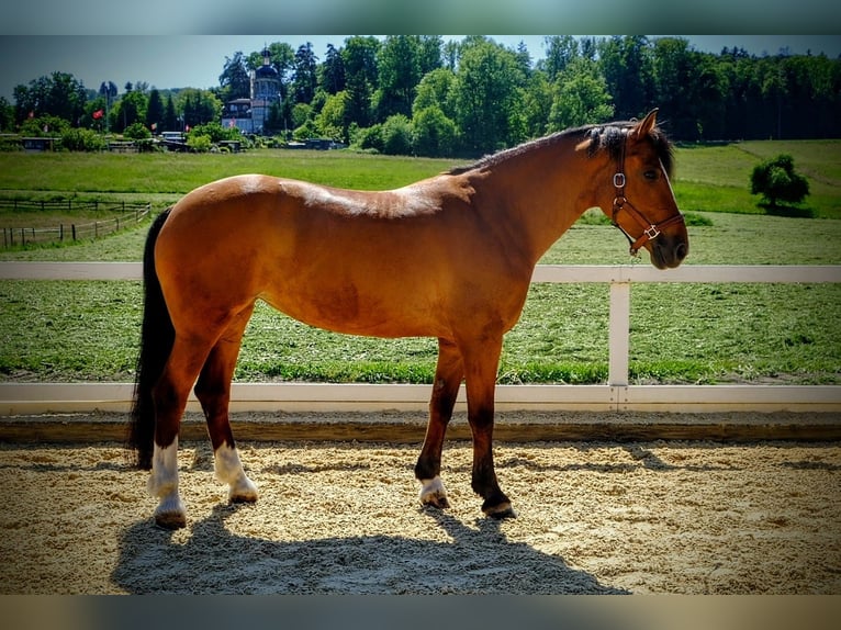 Freiberger Mare 10 years Brown in Dietikon