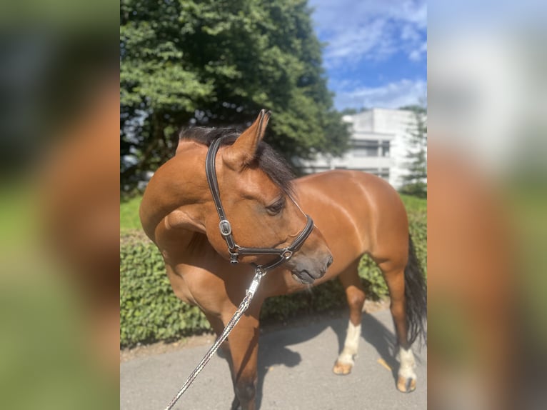 Freiberger Mare 10 years Brown in Dietikon