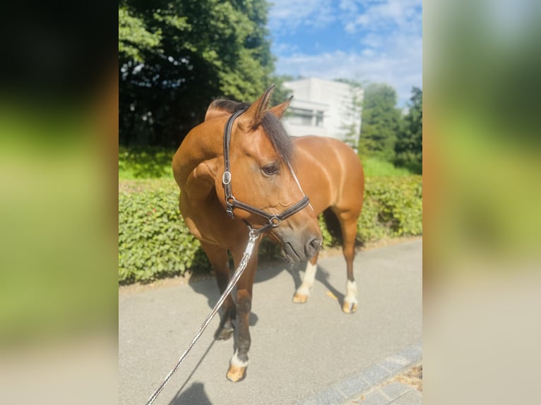 Freiberger Mare 10 years Brown in Dietikon
