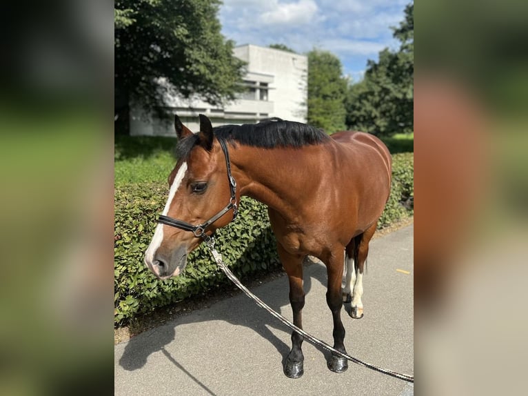 Freiberger Mare 11 years 15,1 hh Brown in Dietikon