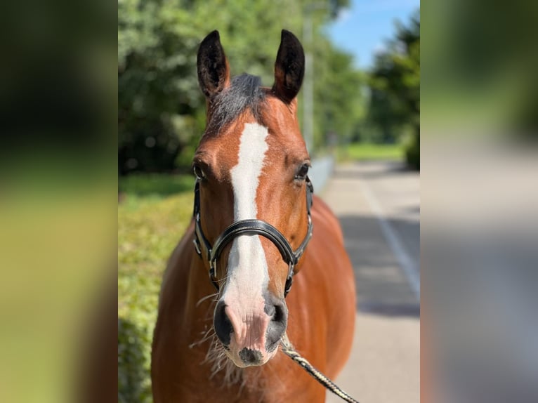 Freiberger Mare 11 years 15,1 hh Brown in Dietikon