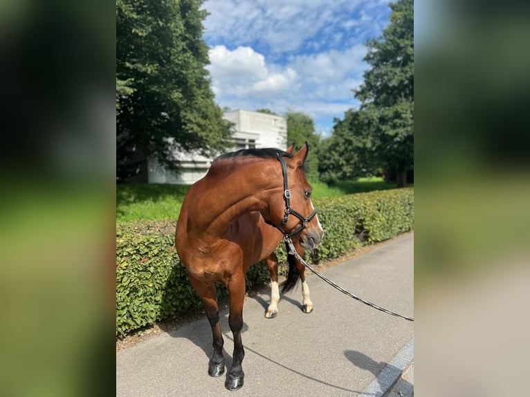 Freiberger Mare 11 years 15,1 hh Brown in Dietikon