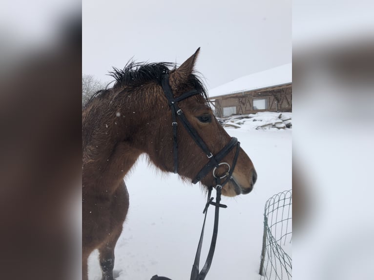 Freiberger Mare 11 years 15,1 hh Brown in Grünkraut