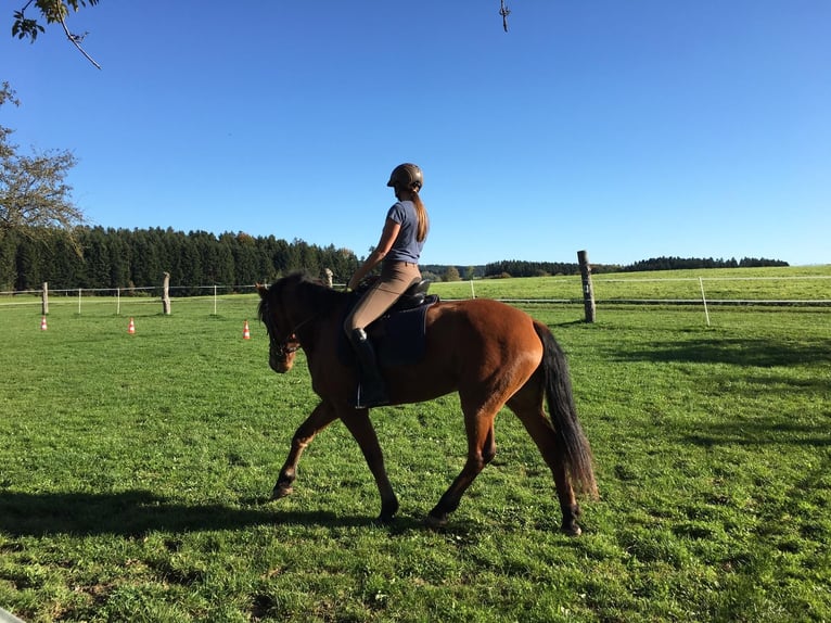 Freiberger Mare 11 years 15,1 hh Brown in Grünkraut