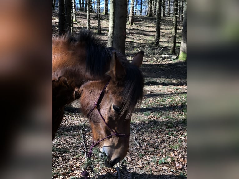 Freiberger Mare 11 years 15,1 hh Brown in Grünkraut