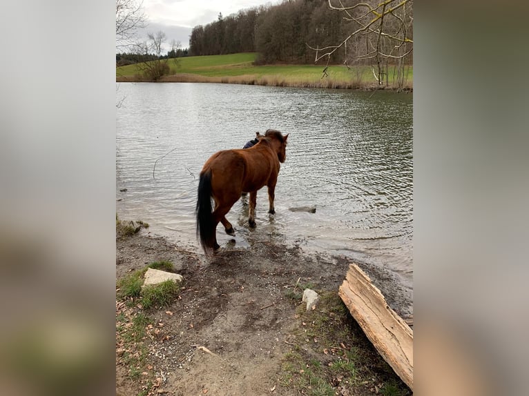 Freiberger Mare 11 years 15,1 hh Brown in Grünkraut