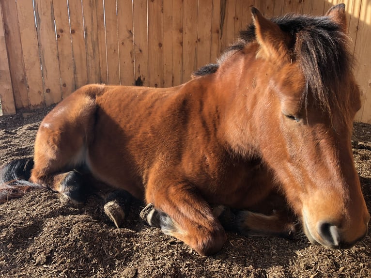 Freiberger Mare 11 years 15,1 hh Brown in Grünkraut