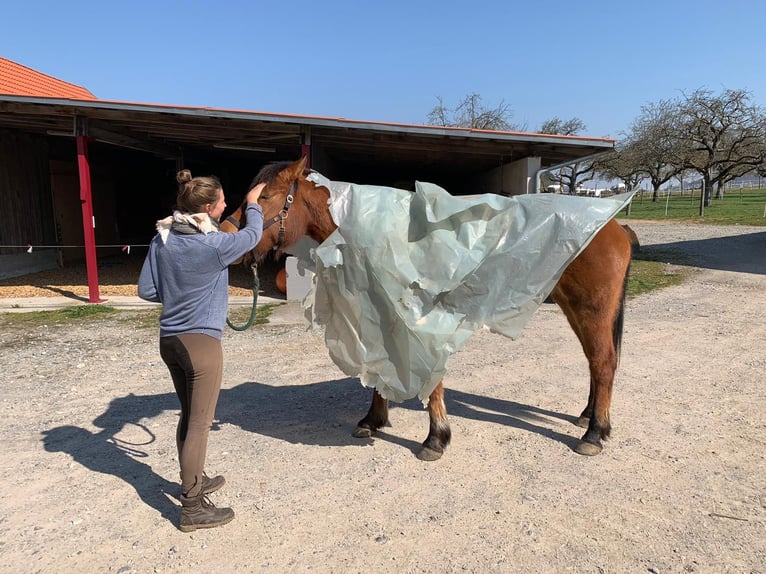 Freiberger Mare 11 years 15,1 hh Brown in Grünkraut