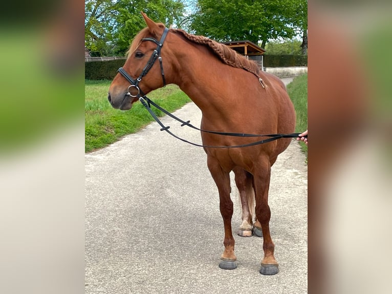 Freiberger Mix Mare 11 years 15,1 hh Chestnut-Red in Winden im Elztal