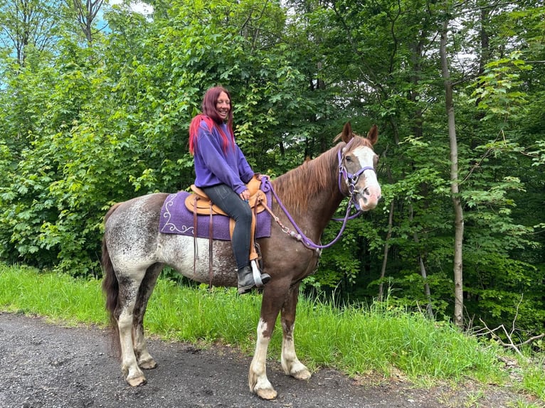 Freiberger Mare 11 years 15.2 hh Pinto in Linkenbach