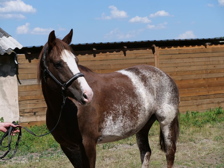 Freiberger Mare 11 years 15.2 hh Sorrel in Galenberg